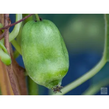 Sazenice Kiwi 'Issai' kontejner p9