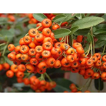 Sazenice Hlohyně 'Navajo' kontejner C70