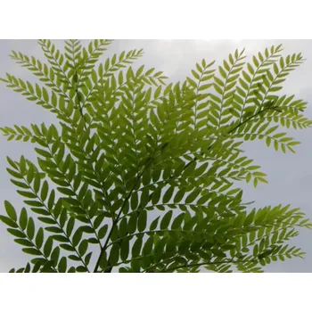 Sazenice Dřezovec trojtrnný f. inermis Balení: bal/airpot/kontejner, Tvar: obvod kmene 20/25