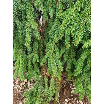 Sazenice Smrk ztepilý 'Rothenhaus' Balení: bal/kontejner, Tvar: výška 300-320cm