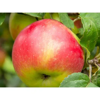 Sazenice Jabloň 'Bláhovo Libovické' - kontejner Balení: kontejner C30, Podnož: semenáč, Tvar a výška: vysokokmen, OK 6/8