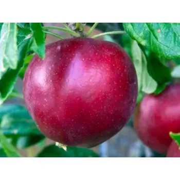 Sazenice Jabloň 'Czerwona' Balení: bal/kontejner, Tvar: výška 300-350 cm, OK 25/30