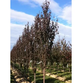 Sazenice Slivoň myrobalán CRIMSON POINTE 'Cripoizam' Balení: kontejner C90, Tvar: výška 260-280cm