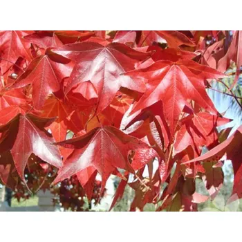 Sazenice Ambroň západní 'Burgundy' kontejner, 700/+cm