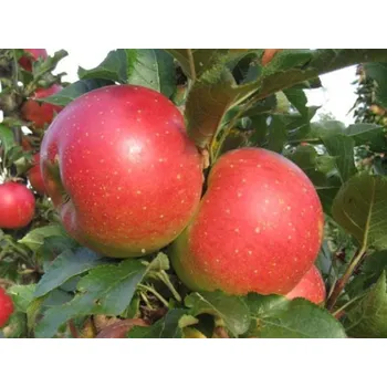 Sazenice Jabloň sloupovitá 'Jucunda' - kontejner Balení: kontejner C2, Podnož: M26
