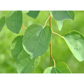 Sazenice Zmarličník japonský 'Amazing Grace'