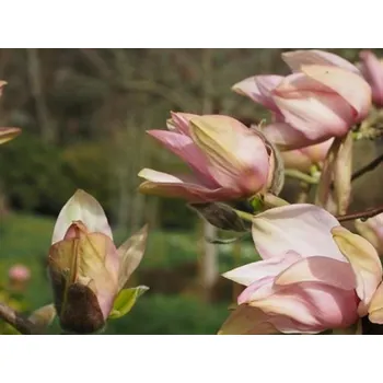 Sazenice Magnolie 'Hot Lips' Balení: kontejner C5, Tvar: výška 60-80cm