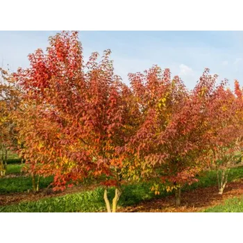 Sazenice Javor žumenolistý Balení: kontejner C110