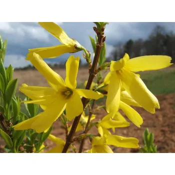 Sazenice Zlatice prostřední 'Spectabilis' Balení: kontejner C12, Tvar: výška 100-125 cm