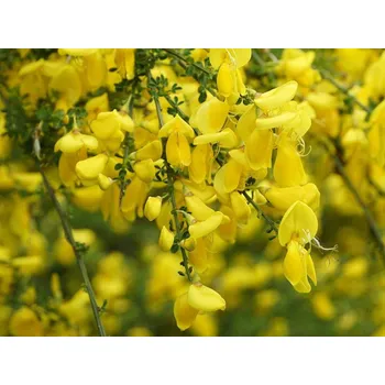 Sazenice Čilimník 'Vanesse' Balení: kontejner p9