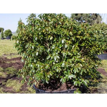 Sazenice Rododendron 'Rosa Regen' kontejner