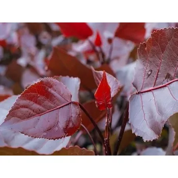 Sazenice Topol bavlníkový 'Purple Tower' Balení: kontejner C10, Tvar: výška 180-200 cm