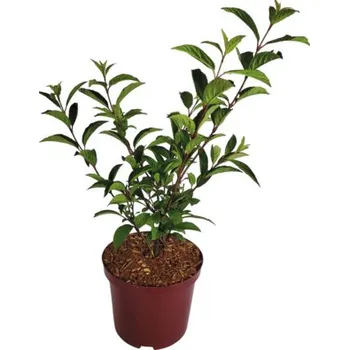 Květináč Kalina bodnantská FloraSelf Viburnum bodnantense ‚Charles Lamont‘ výška 40-60 cm květináč 5 l rostlina kvetoucí v zimě