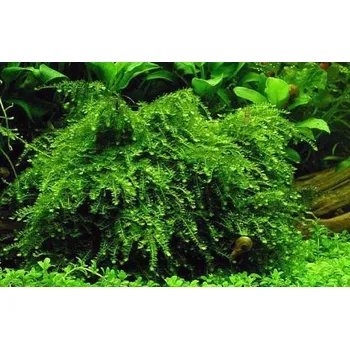 Akvaristika Vesicularia ferriei (Weeping moss) (Kelímek Ø 8 cm)