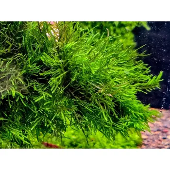 Akvaristika Spiky moss (Taxiphyllum sp.) (Kelímek Ø 8 cm)