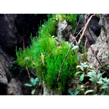 Dekorace do akvária Flame moss (Taxiphyllum sp.) (Kelímek Ø 8 cm)