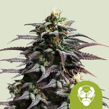 Semeno Royal Queen Seeds Auto Granddaddy Purple Počet ks Feminizované: 1