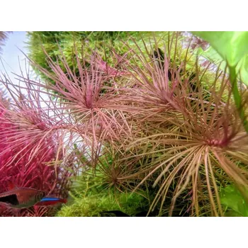 Akvaristika Eustralis Pogostemon stellata (IN-VITRO kelímek Ø 7 cm)