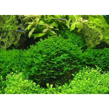 Dekorace do akvária Monosolenium tenerum (Pelia moss) (IN-VITRO Ø 7 cm)