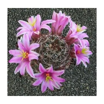 Semeno MAMMILLARIA oliviae 10 semen