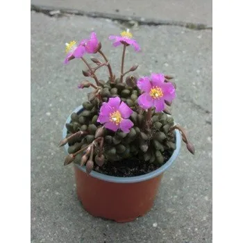 Sazenice Anacampseros tomentosa 30 semen