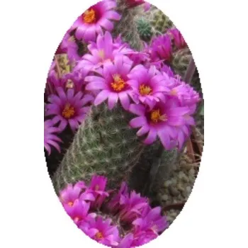 Semeno Mammillaria gueldemanniana 15 semen