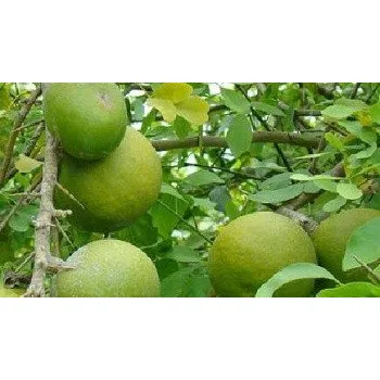 Semeno AEGLE marmelos 10 semen