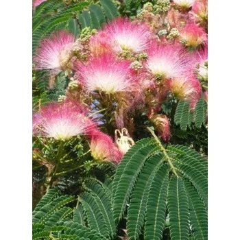 Semeno ALBIZIA julibrissin "Perská akácie" 5 semen