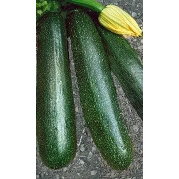 Semeno TYKEV - CUKETA Startgreen (F1) (Cucurbita pepo L.) 5 semen
