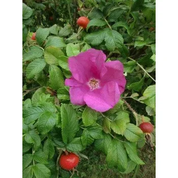 Sazenice ROSA rugosa 30 semen