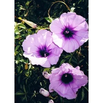 Semeno IPOMOEA cairica (I. palmata) 10 semen