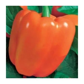 Semeno PAPRIKA zeleninová Kubista (F1) (Capsicum annuum L.) 10 semen