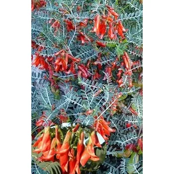 Semeno SUTHERLANDIA frutescens 4 semena