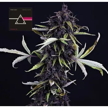 Semeno Pink Kush CBD 30:1 Auto - Seedsman ks: 3