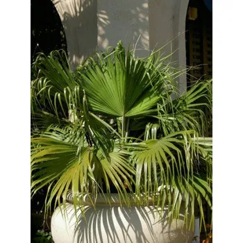 Semeno LIVISTONA chinensis 3 semena