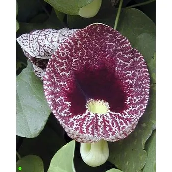 Semeno ARISTOLOCHIA elegans (littoralis) 4 semena