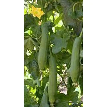 Semeno LUFFA cylindrica "Sponge gourd Loofa" 4 semena