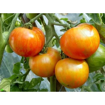 Semeno RAJČE tyčkové Tigerella 15 semen