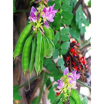 Semeno ABRUS precatorius "Coral Bead vine" 5 semen