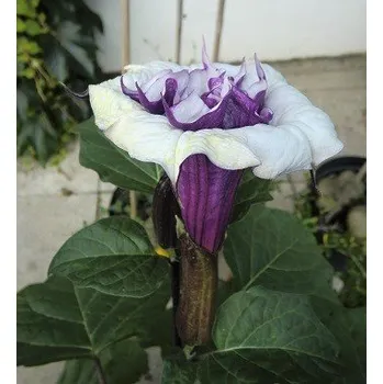 Semeno DATURA meteloides Ballerina fialová 5 semen