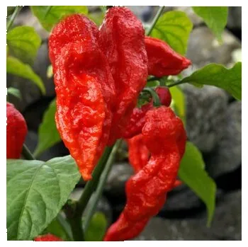 Semeno Chilli semena Bhut Jolokia Red 10 ks