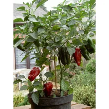 Semeno PAPRIKA Redskin 10 semen