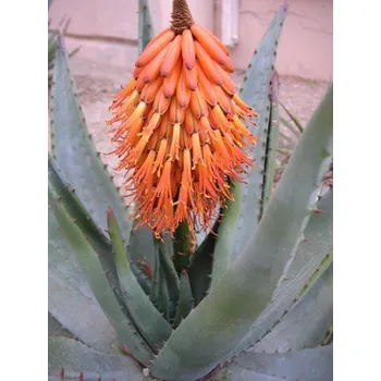 Semeno ALOE ferox 10 semen