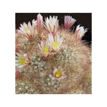 Semeno MAMMILLARIA carretii 10 semen