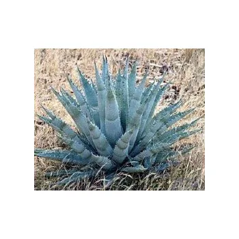 Semeno AGAVE chrysantha 4 semena