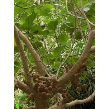 Semeno FICUS auriculata 10 semen