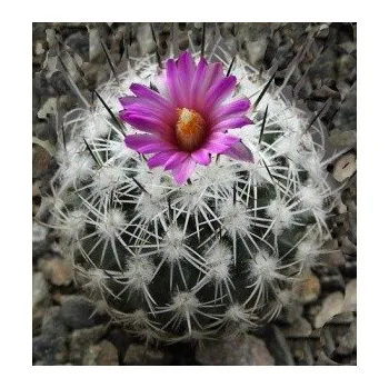 Semeno GYMNOCACTUS beguinii 10 semen