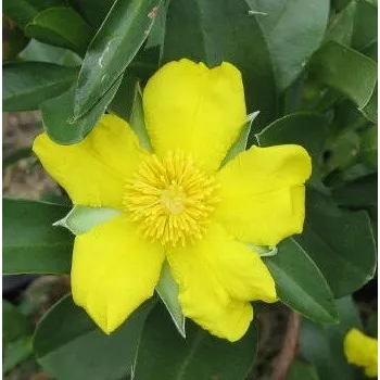 Sazenice HIBBERTIA scandens "Snake vine" 5 semen