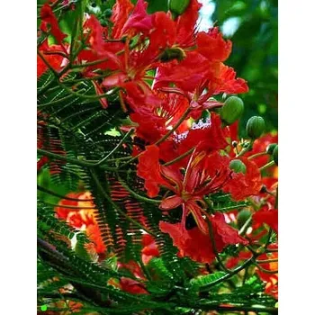 Semeno DELONIX regia"Ohńový strom" 5 semen