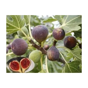 Sazenice Ficus carica 20 semen